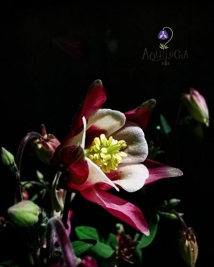 B&B Aquilegia Акуаланя Екстериор снимка